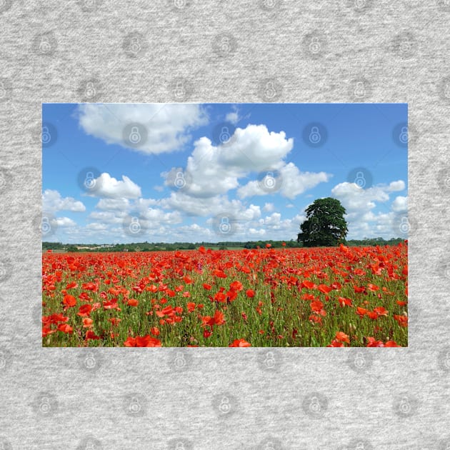 Poppy Field by Chris Petty